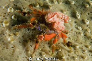 Cryptic Crab ?? D300-60mm w/SubSee by Larry Polster 